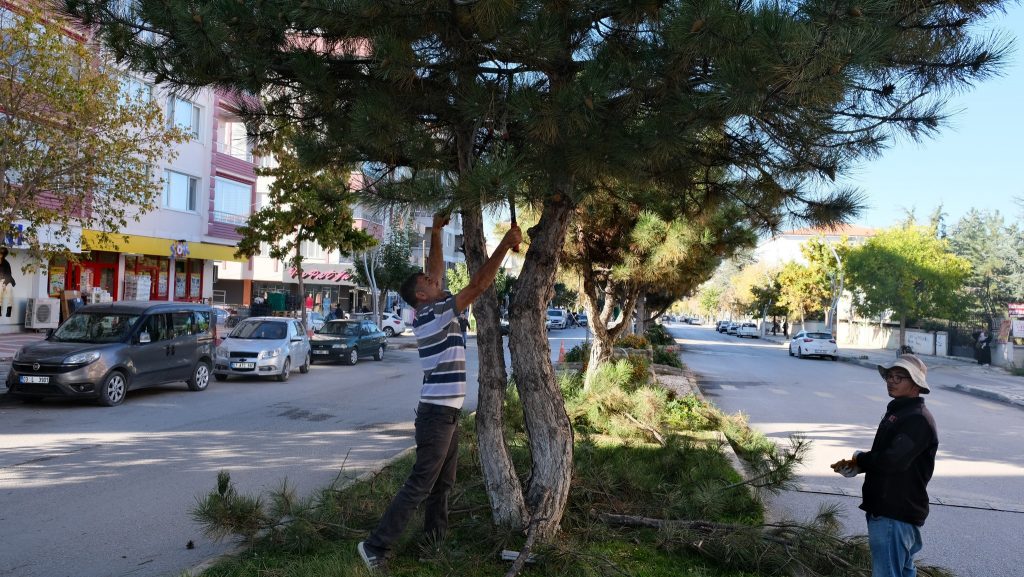 İstasyon Caddesi’nde Ağaç Budama Çalışmaları Başladı